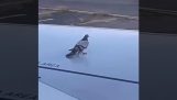 Prova di aerodinamica con un piccione