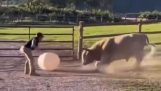 Playing with a bull