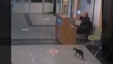 Un gatto con una gamba rotta entra nel pronto soccorso di un ospedale