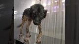 Rettungs- und Pflege für einen Hund mit deformierten Beinen