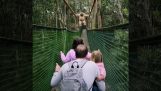 En familie og en ape møtes på en bro