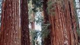 La taille d'un séquoia géant