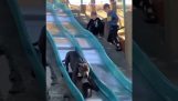 Dog on the slide