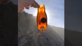 Shark egg with a living embryo found on beach