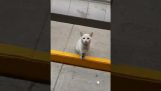 Μια γάτα περιμένει έξω από ένα κατάστημα για λιχουδιές