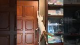 Smart katt åpner en dør