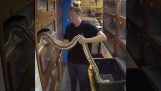 När du har erfarenhet av ormar
