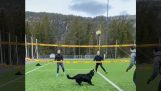 Hunder som deltar i en volleyball spill