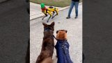 Dvaja psi sa stretli s robotickým psom