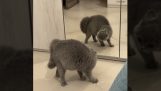 Η εχθρική γάτα στον καθρέφτη