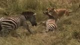 Zebra redder sin lille fra et løveangreb