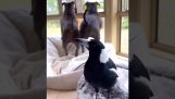 O corvo que late