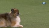 Vitesse impressionnante dans une compétition d'agilité canine