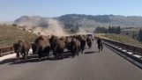 A herd of bison on the road