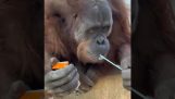 Орангутан открывает сок