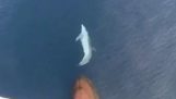 Delfin surfând valul de la prora