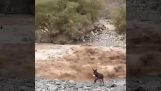 Donkey against flood