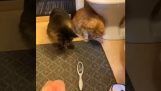 Dois gatos encontram uma escova
