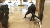 The prank of the young gorilla