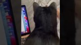 Para que seu gato não o perturbe quando você trabalha no laptop