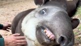 Ein Tapir liebt es, zu kratzen