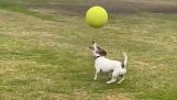 Σκύλος ισορροπεί μια μπάλα στο κεφάλι του