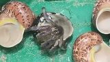 Corretor de imóveis para um caranguejo