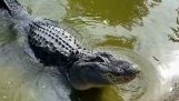 Крокодилът не води