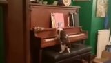 Talento pianistico