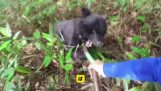 Culegere de ciuperci întreruptă de un urs