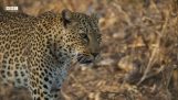 Leopard vaarantaa henkensä aterian vuoksi