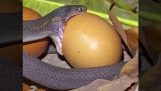 Snake eats an egg
