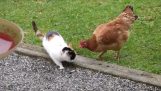 القط مقابل الدجاج