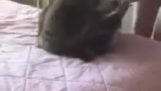 Blind girl plays with her cat