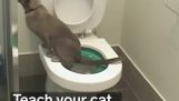 Ensinar o seu gato para usar o banheiro