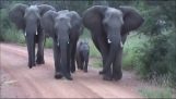 ช้างและแม่ของเขาโจมตีรถบัสซาฟารี