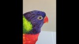 A parrot pulls his tongue out