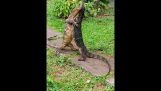 Lizard wrestling