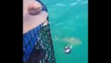 New Caledonia: A sailor narrowly escapes a bulldog shark attack