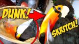 How a toucan cleans it’s massive beak