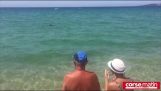 Um tubarão chega a uma praia na Córsega
