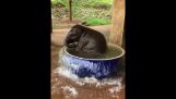 Baby elephant taking a bath