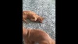 Dog and cat are best friends