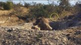 Un leopardo attacca un facocero