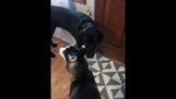 A labrador helps a husky puppy to pee