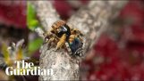 A newly discovered species of jumping spider from Australia