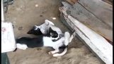 A cat performs a blowjob to a dog
