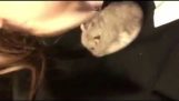 Hamster does forward roll