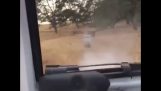 Bullet misstag skjuten genom lastbil dörr