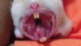 A hamster yawns